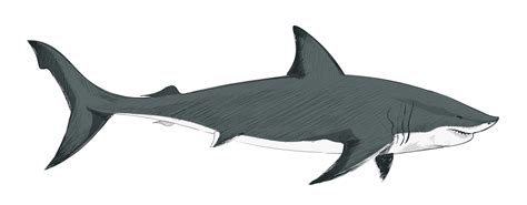 Illustration Drawing Style Of Shark Download Free Vectors Clipart
