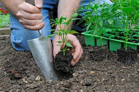 How To Grow Snapdragons Bbc Gardeners World Magazine
