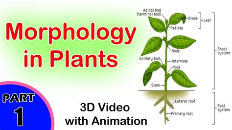 Morphology In Plants Morphology In Biology Cbse
