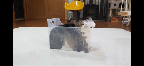 This Is Maru A Japanese Cat That Loves Boxes Rcatsareliquid