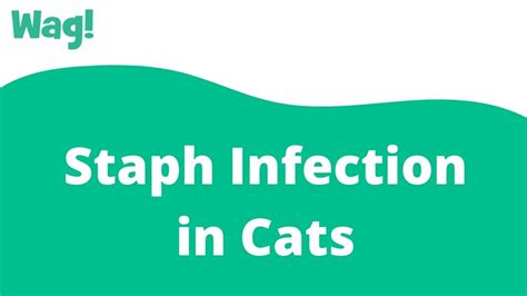 Staph Infection In Cats Wag Youtube