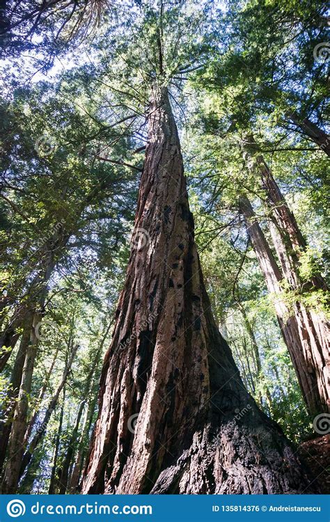 Redwood Trees Sequoia Sempervirens Forest San Francisco Bay Area