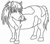 Pony Shetland Coloring Crafts sketch template