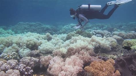 Great Barrier Reef Damaged By Climate Change Channel 4 News