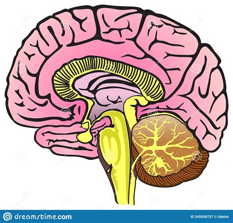 Human Brain Anatomy Sagittal Section Infographic Diagram 45 Off