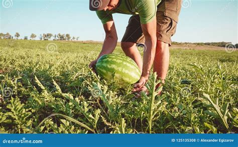 Young Farmer Harvesting Watermelon Crop At Field Of Organic Farm Stock