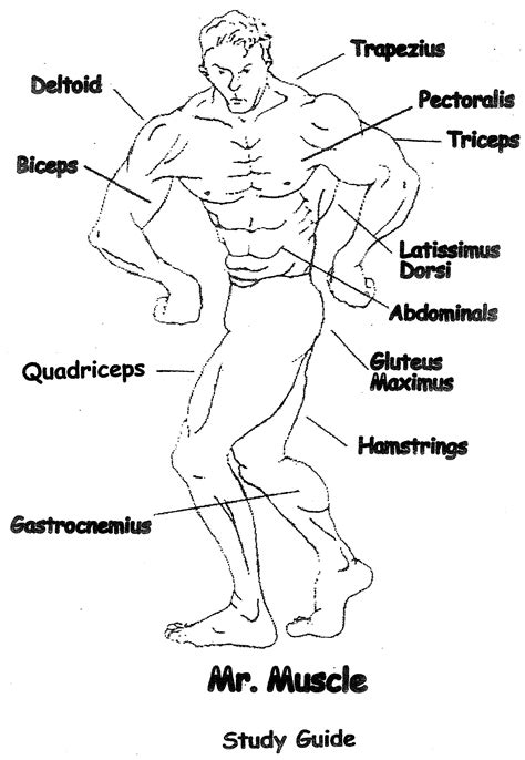 The Muscular System Worksheets
