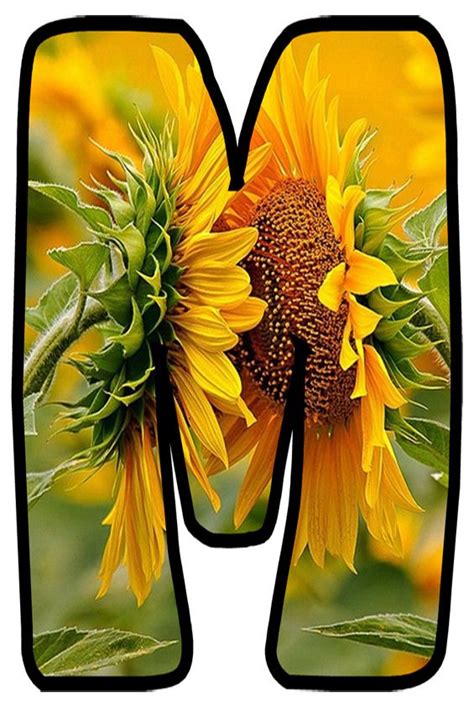 Buchstabe Letter M Sunflower Pictures Sunflower Wallpaper