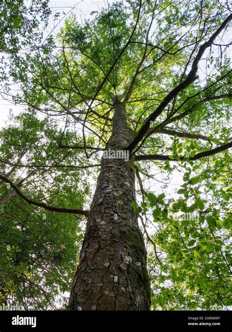 Nothofagus Obliqua Roble Beech Tree Stock Photo Alamy