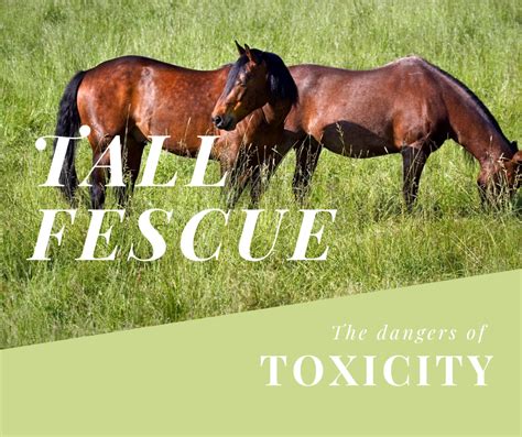 Why Is Tall Fescue Grass Dangerous For Horses Upon A Horse