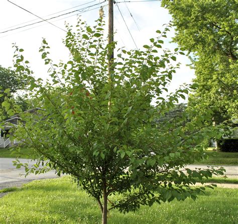 Apples trees should be pruned in late winter or early spring for best. Fruit Tree Care: Summer Pruning - Stark Bro's