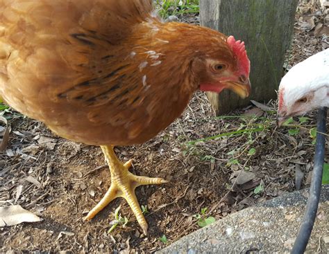 How to identify roosters from the how to tell a rooster from a hen (male vs. 8 week old RIR, rooster or hen? | BackYard Chickens ...