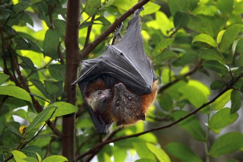 Australian Summer Too Hot To Handle For Flying Foxes The