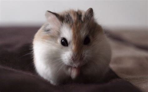Information About Winter White Dwarf Hamster Care And Facts Cute