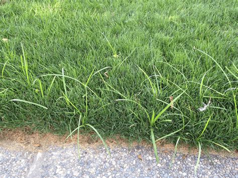 To figure out which type of grass is best for you, you have to consider several factors, such as the 3 synthetic types of turf grass. Common Lawn Weeds - Identification and Treatment