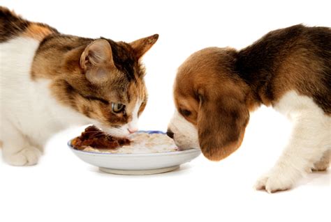 But dog food is not a substitute for cat food. Los consejos de Mascotapasión