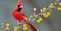 What is the State Bird of North Carolina? (And Why?) | Birdfact
