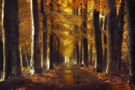 Fall Gold Path Trees Forest Leaves Rain Water