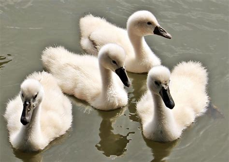 Free Stock Photo Of Cygnets In Lake Download Free Images And Free
