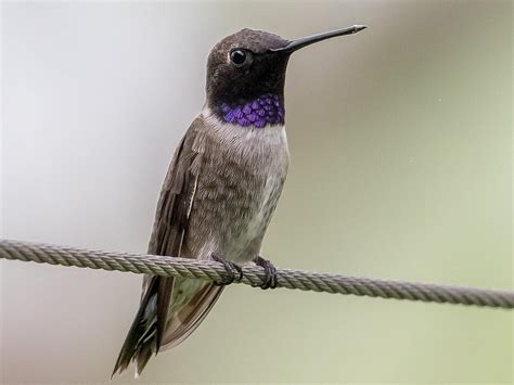 Black Chinned Hummingbird Celebrate Urban Birds
