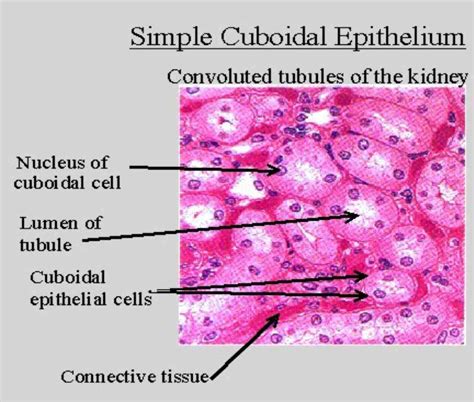 Kinds Of Epithelial Tissues Covering And Lining Epithelium Covers The