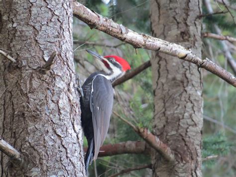 Pileated Woodpecker Pacific Northwest