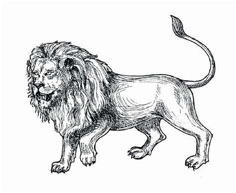 Although the lion is not the largest, fastest or most lethal animal, its position as king of beasts has rarely been challenged. Coloring Picture Of Lions Inspirational Simple Lion ...