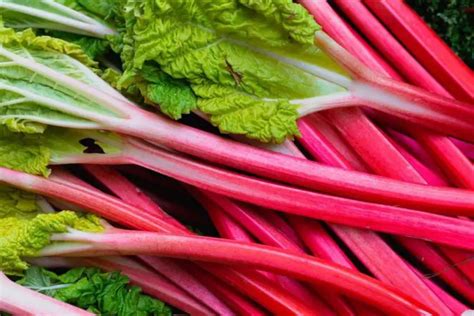 Can You Eat Rhubarb Raw Benefits Of Eating Raw Rhubarb