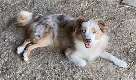 mini and toy aussies with tails rl valley ranch aussies