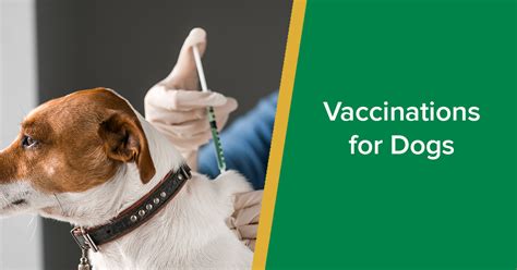 Vaccinations For Dogs Parkside Vets