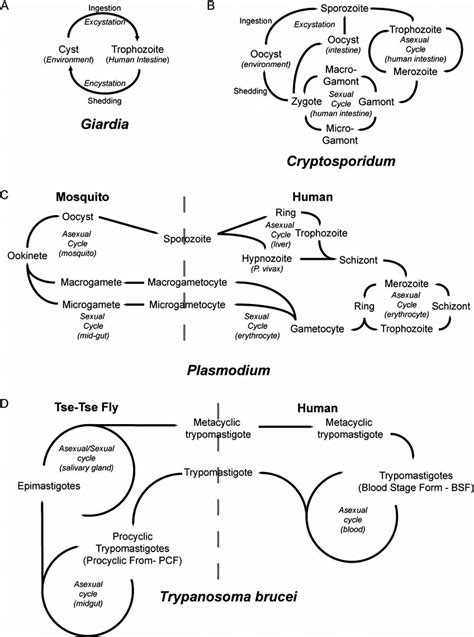 protozoan parasite life cycles schematic representation of the life download scientific