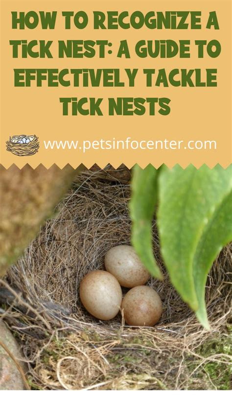How To Recognize A Tick Nest A Guide To Effectively Tackle Tick Nests