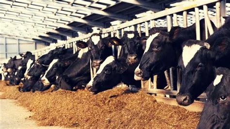 The Unsustainable Practice Of Animal Agriculture And What Individuals