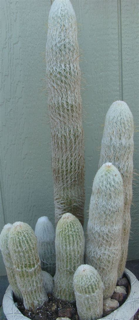Cephalocereus Senilis Old Man Cactus Cactus Y Suculentas Suculentas Cactus
