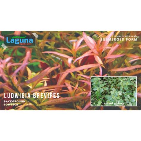 Ludwigia Brevipes Lowtech Aquatic Plants Pcs Shopee Philippines