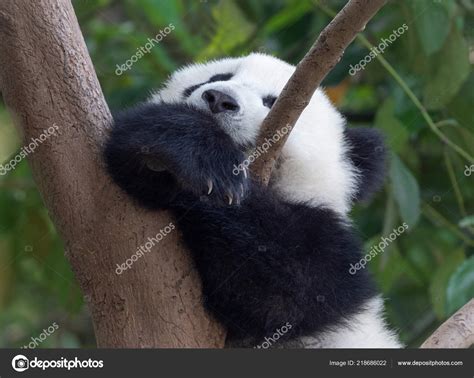 Sleeping Giant Panda Baby — Stock Photo © Silverjohn 218686022