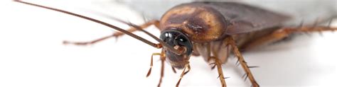 Cockroach Control Cockroach Control Tips