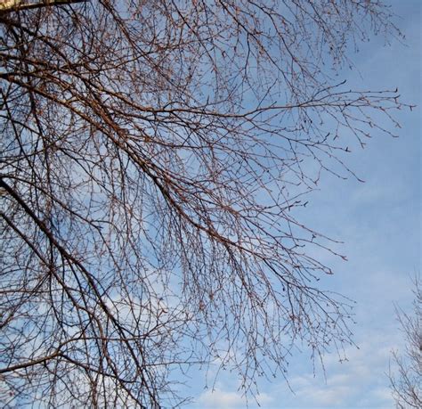 Winter Branches Tree Guide Uk Tree Identification By Winter Branches