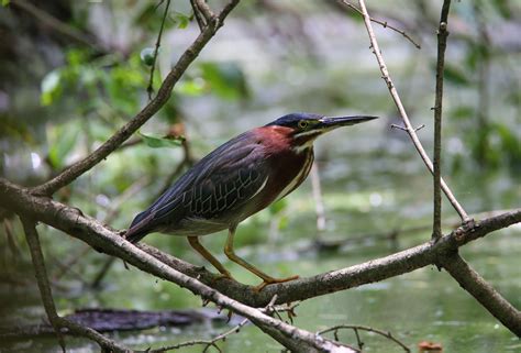 Birdathon 2021 Photography Contest Travis Audubon