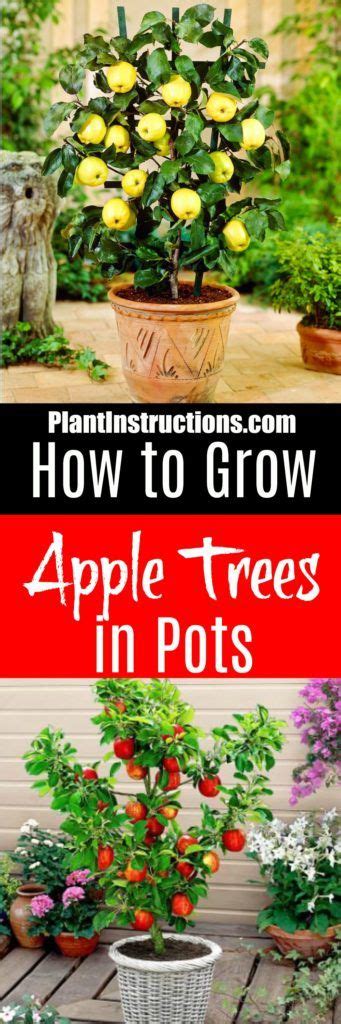 How To Grow Apple Trees In Pots Potted Trees Planting Apple Trees