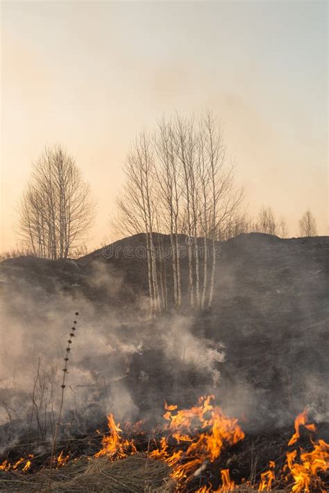 Forest Fire Burning Wildfire Close Up At Day Time Stock Image Image