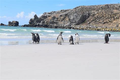 Pebble Island West Falkland 2018 All You Need To Know Before You Go
