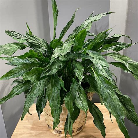 Domino Spathiphyllum Peace Lily Fifth Street Flower Shop
