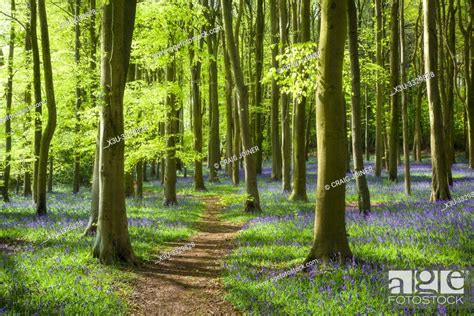 A Bluebell Wood Near Wrington In North Somerset England Stock Photo
