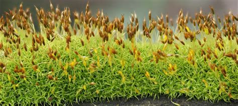 Mosses & Liverworts | NatureSpot