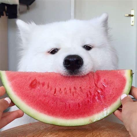 A White Dog Eating A Piece Of Watermelon With Its Eyes Wide Open