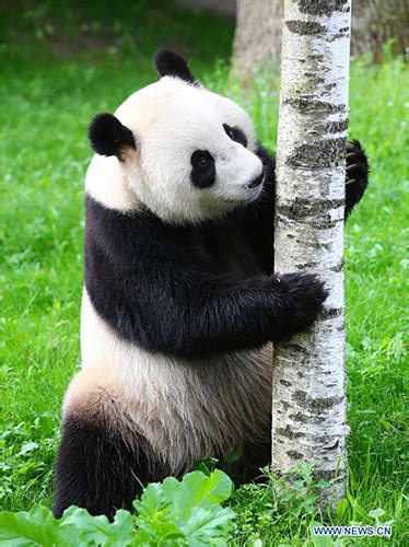 Two Giant Pandas Make Enchanting Debut At Dutch Zoo Global Times