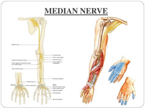 Ppt Nerves Of Upper Limb Their Lesions Powerpoint Presentation Id F Sexiz Pix