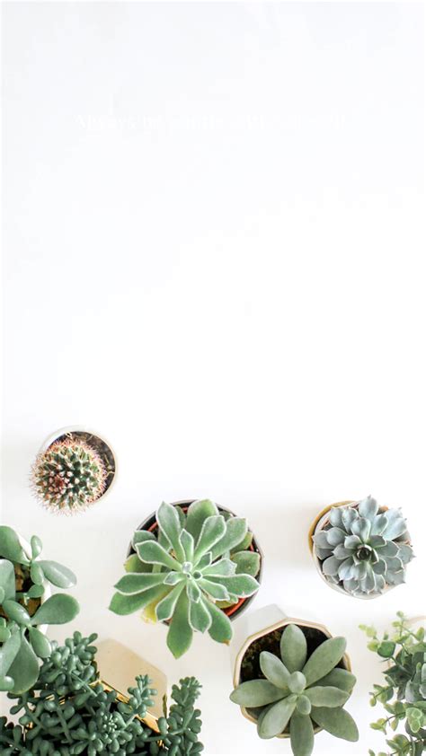 Succulent Aesthetic Wallpapers Wallpaper Cave