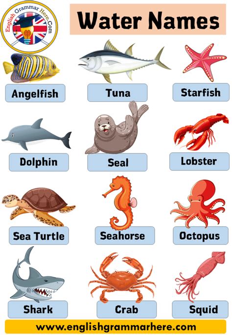 Water Animals Chart